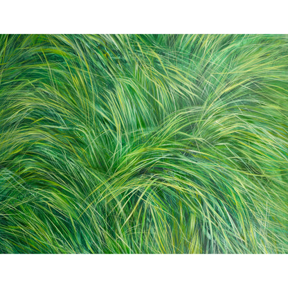 Grünes, grünes Gras - Unikat (150x120cm)