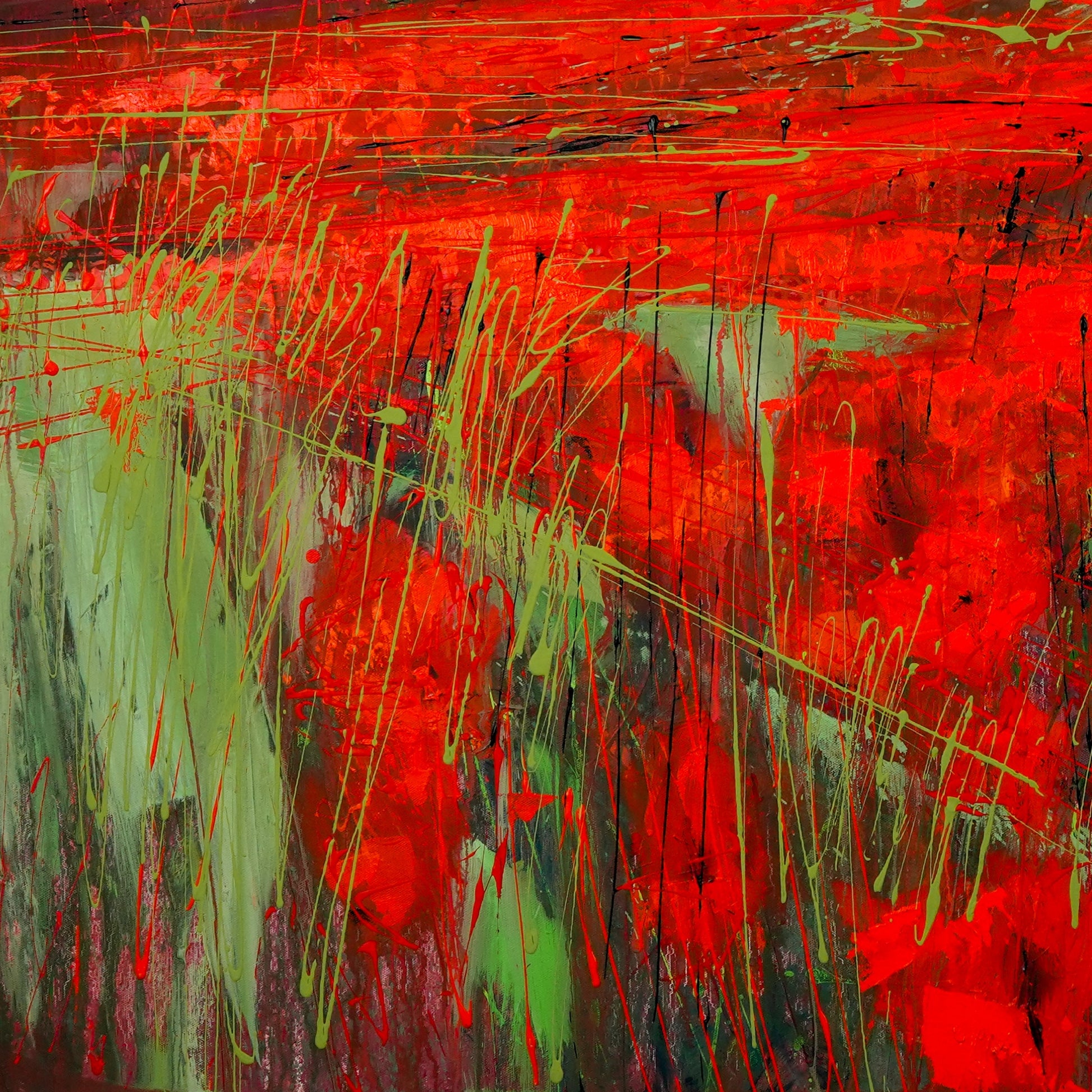 Mohnblumenfeld Bild 3