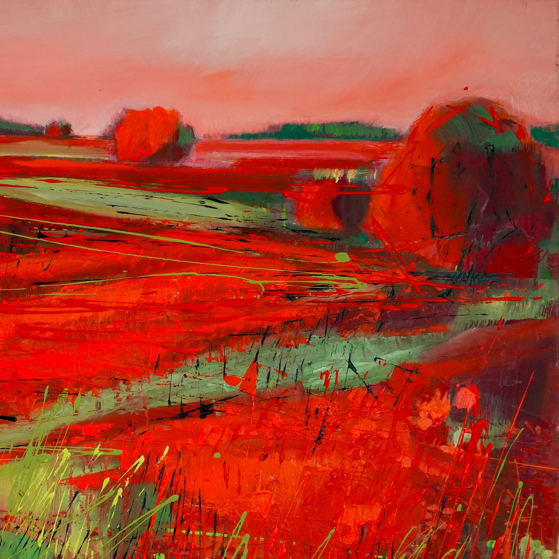 Mohnblumenfeld Bild 4