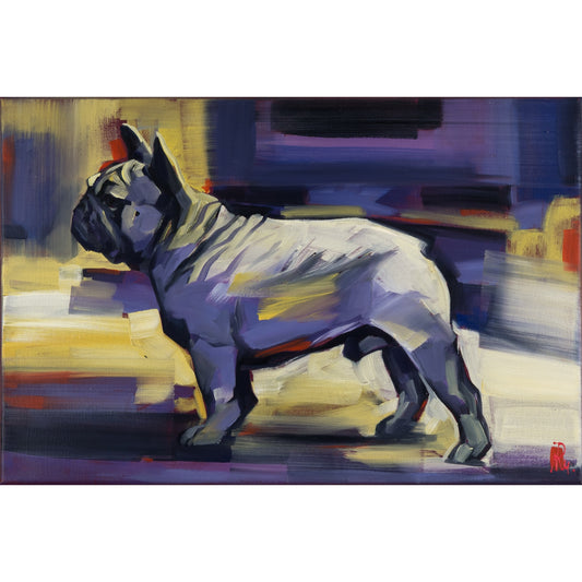 Französische Bulldogge Bild 1