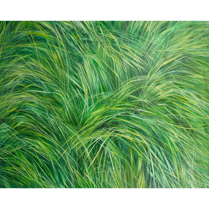 Grünes, grünes Gras Bild 1