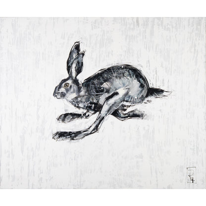 Hase Bild 1